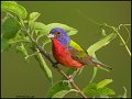 _1SB4145s painted bunting